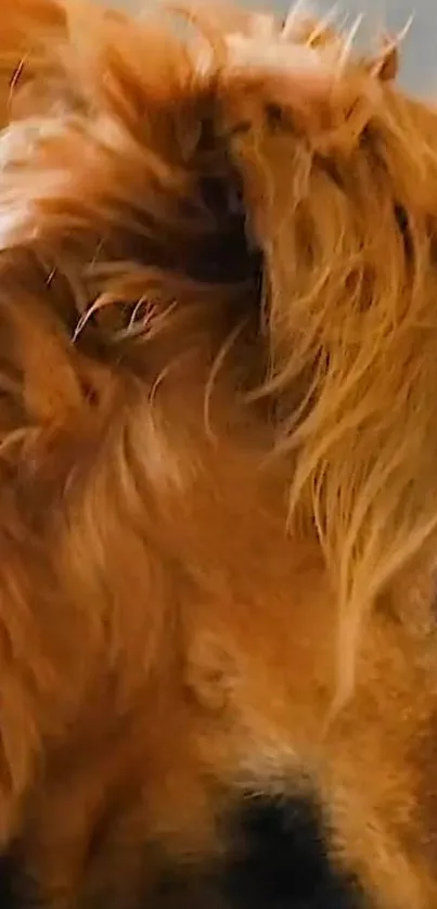 Close-up of a Golden Retriever's soft fur and eye.