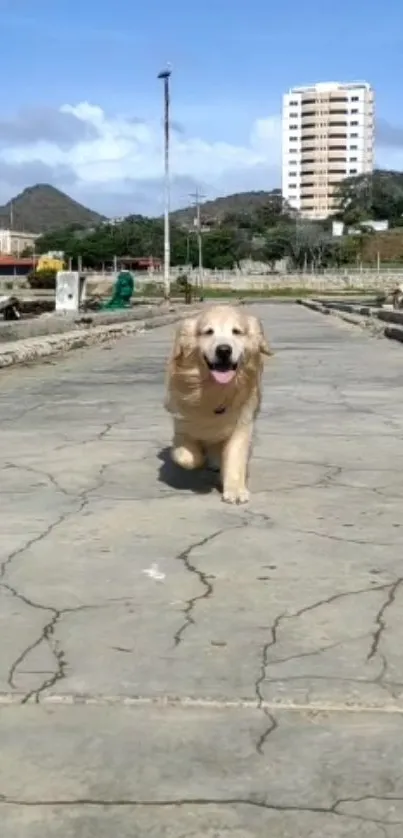 Golden retriever walking on a sunny urban path with blue skies.