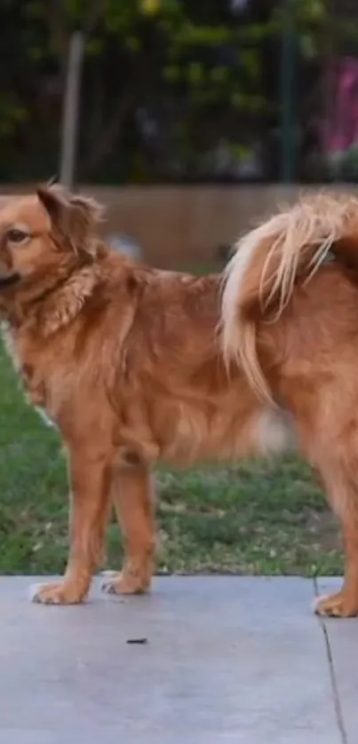 Golden Retriever standing in a lush garden.