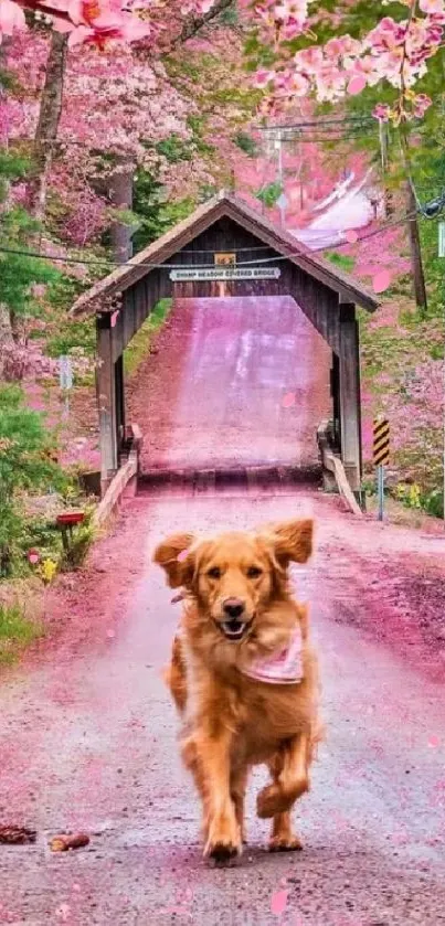 Golden retriever on path by cherry blossom trees.