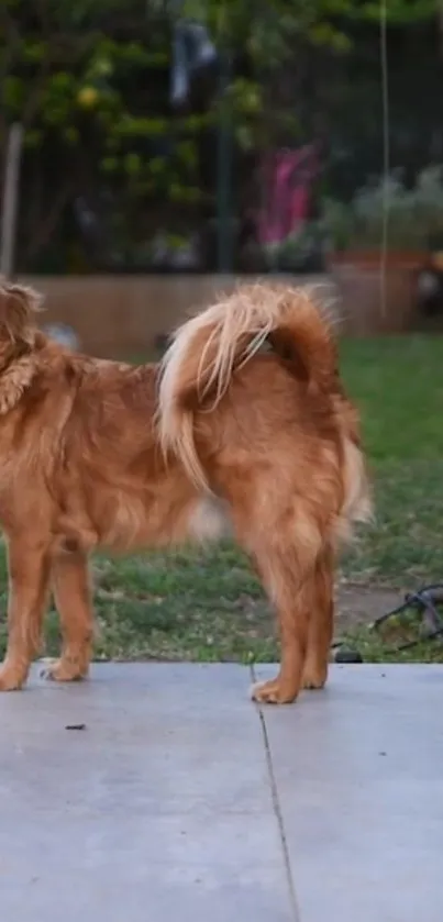 Golden retriever standing in a lush green garden, captured in clear detail.