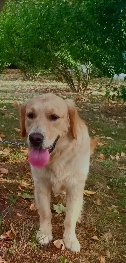 Golden Retriever standing in a green park with autumn leaves.