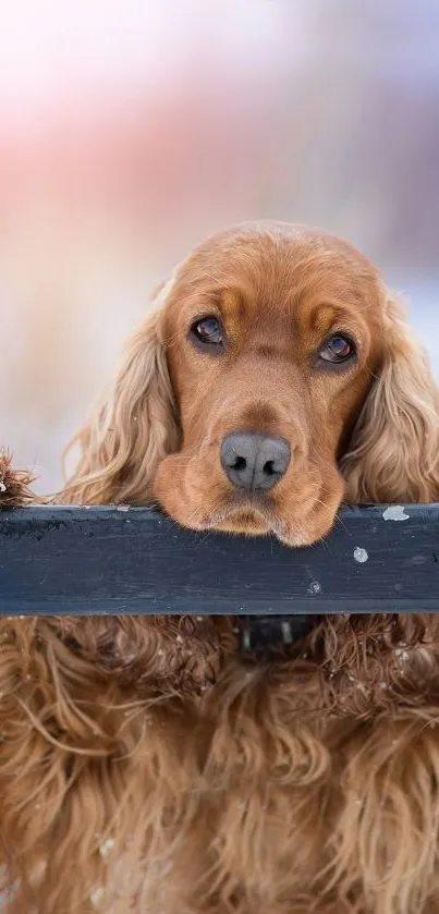 Golden retriever resting on a wooden fence in a serene, natural setting.