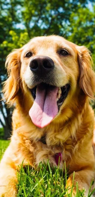 Golden Retriever enjoying sunny day on grass.