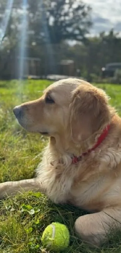 Golden retriever resting in a sunlit field with a tennis ball.