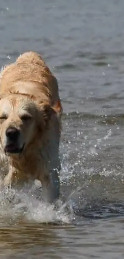 Golden retriever joyfully running through water creating splashes.