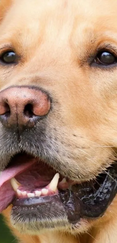 Mobile wallpaper featuring a joyful golden retriever with its tongue out.