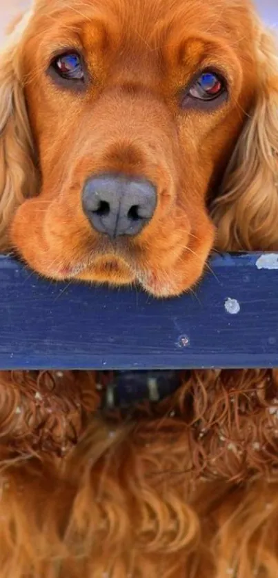 Adorable Golden Retriever mobile wallpaper close-up.