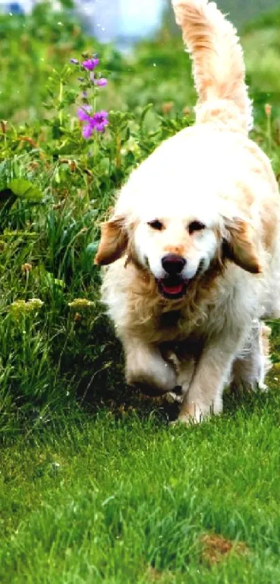 Golden Retriever running on lush green grass