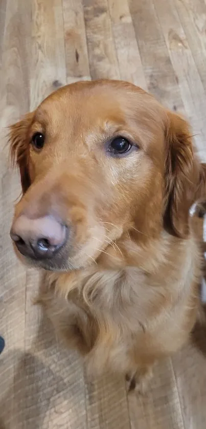 Golden Retriever sitting on wooden floor