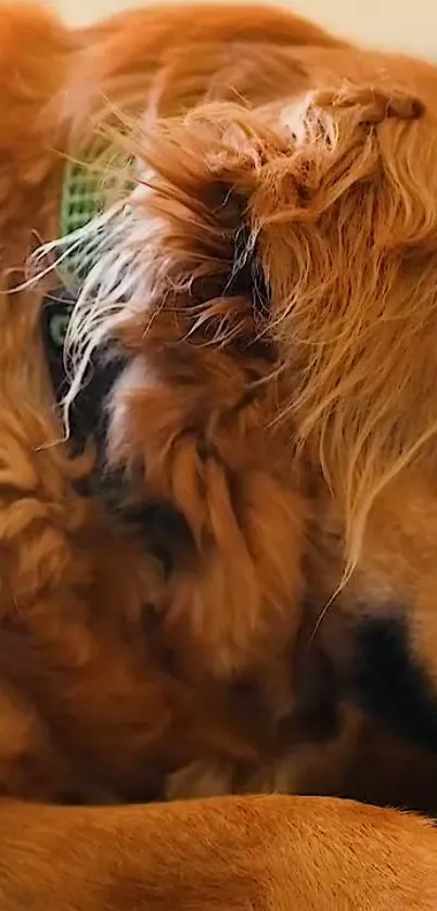 Golden retriever resting peacefully in close-up view.