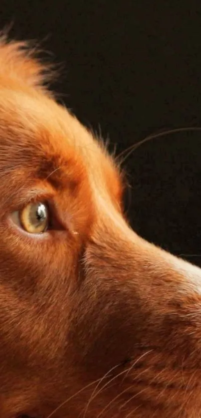 Close-up profile of a golden retriever dog with rich golden brown fur.