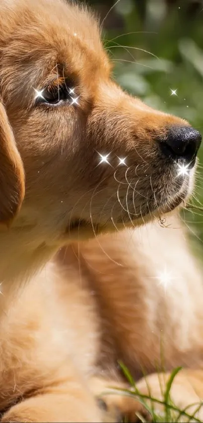 Golden retriever puppy resting on green grass, looking peaceful.