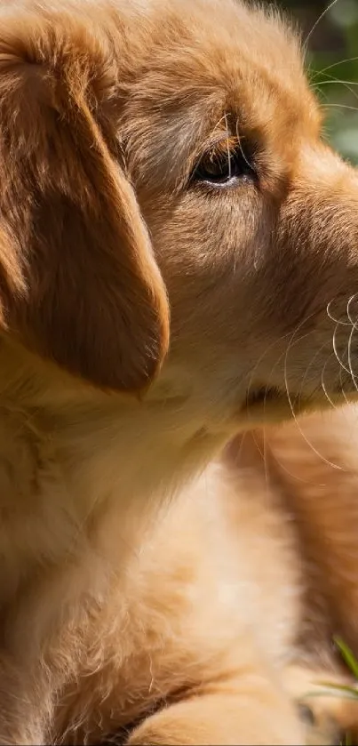 Golden retriever puppy resting on green grass.