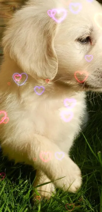 Golden Retriever puppy sitting on green grass outdoors.