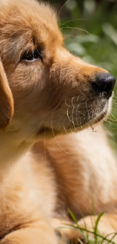 Golden Retriever puppy resting on grass.