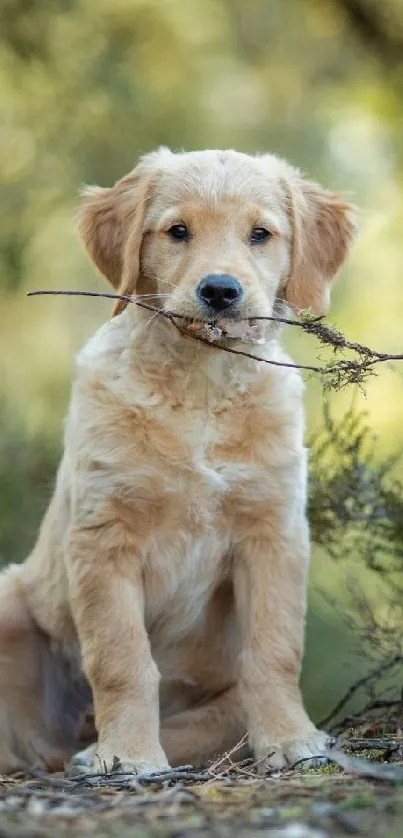 Golden Retriever puppy holding a stick in a lush forest setting.