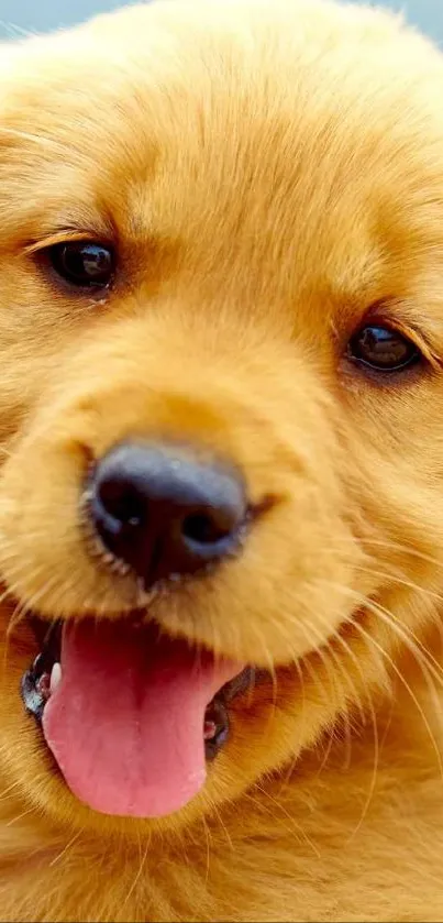 Golden retriever puppy with a joyful expression in a natural setting.