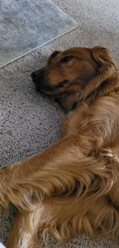 Golden Retriever relaxing on a cozy carpet provides a warm, serene wallpaper.