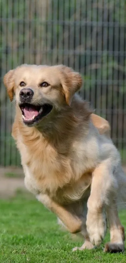 Golden retriever running on green field wallpaper.