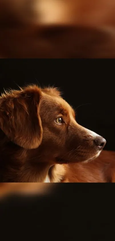 Golden retriever side view on dark background.