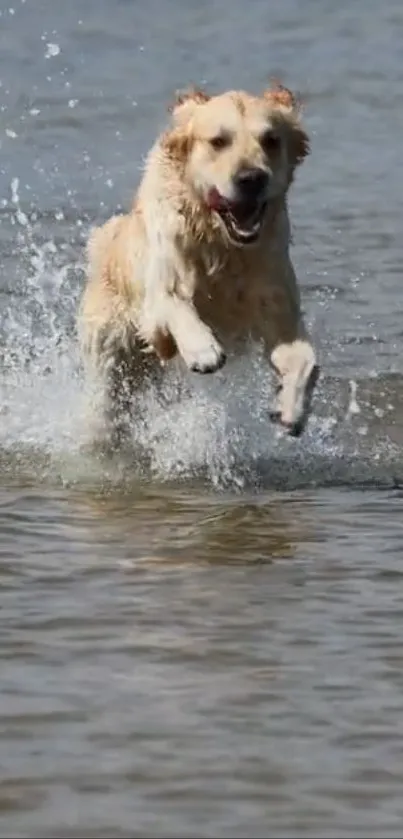 Golden retriever joyfully splashing in water.