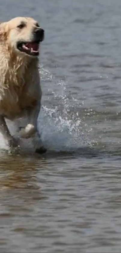 Golden Retriever joyfully splashing in water.