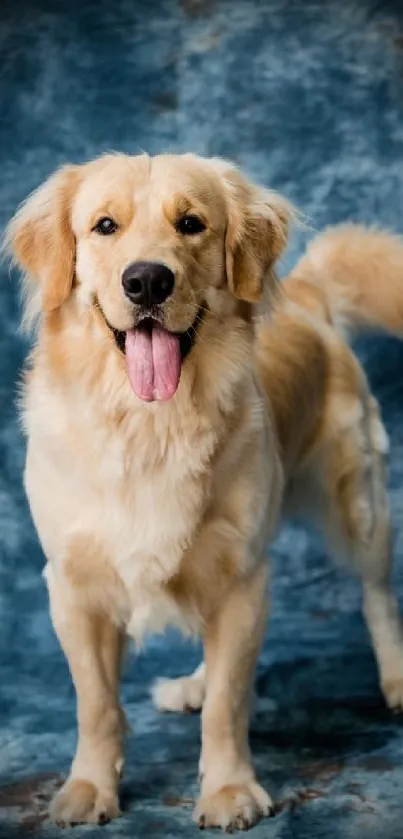 Golden Retriever on a blue textured background.