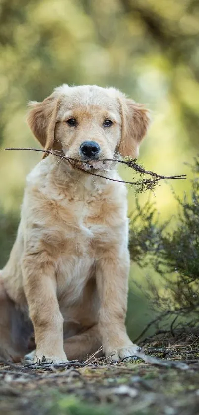 Golden Retriever puppy holding a stick in a green forest.