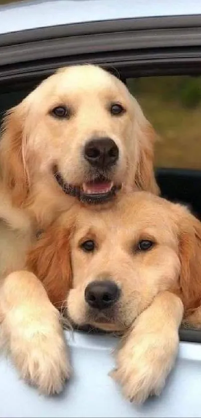 Two golden retrievers smiling from car window, enjoying a ride.