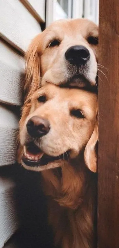 Two golden retrievers happily snuggling between a wall and a fence.