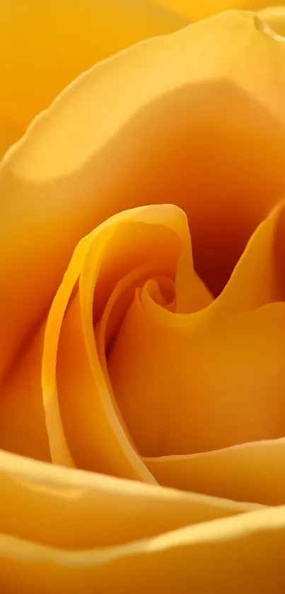 Close-up image of a golden-yellow rose in bloom.