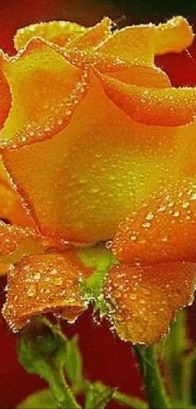 Golden rose with dew drops against a natural background.