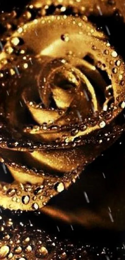 Golden rose with dew drops on petals, creating an elegant and luxurious theme.