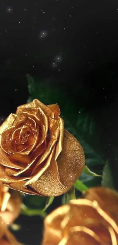 Elegant golden rose wallpaper with dark background.