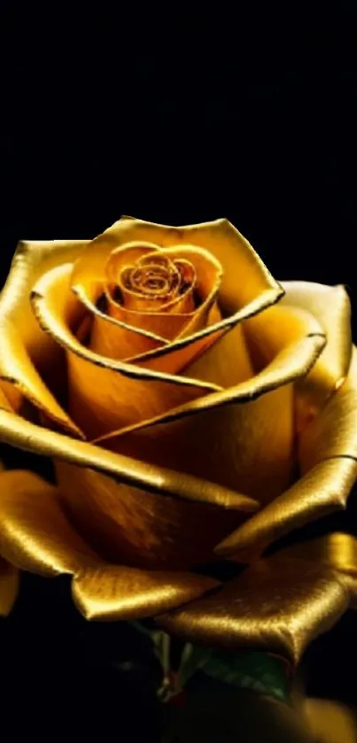 Golden rose against a dark background for a luxury mobile wallpaper.