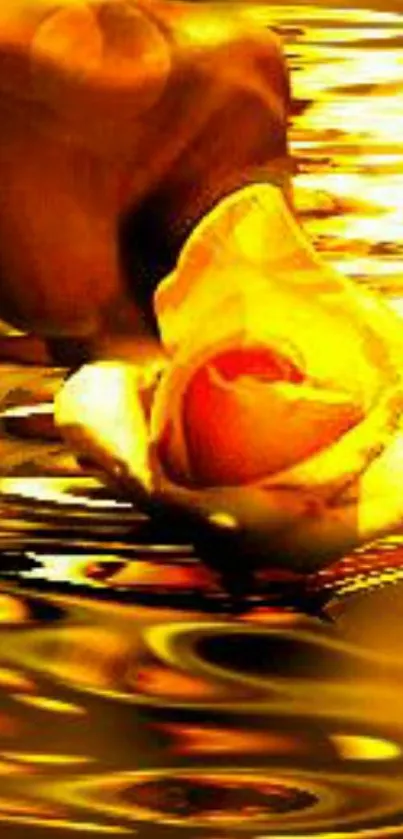 Golden rose floating on reflective water surface.