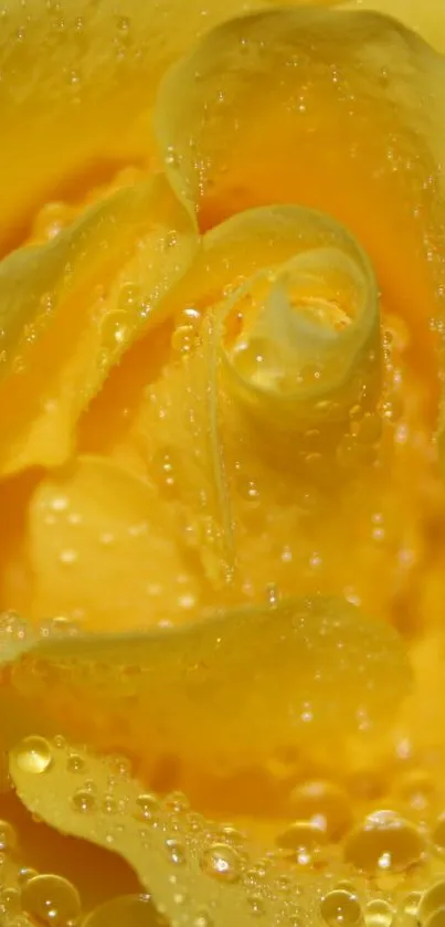 Close-up of a golden rose with dewdrops, perfect for mobile wallpaper.