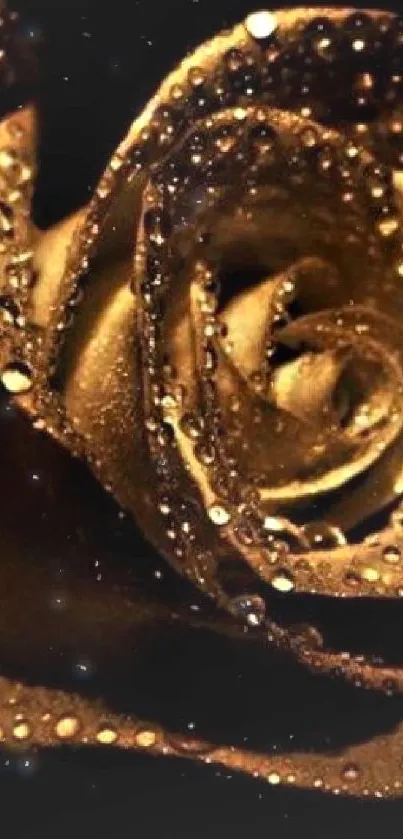 Golden rose with glistening water droplets on a dark background wallpaper.