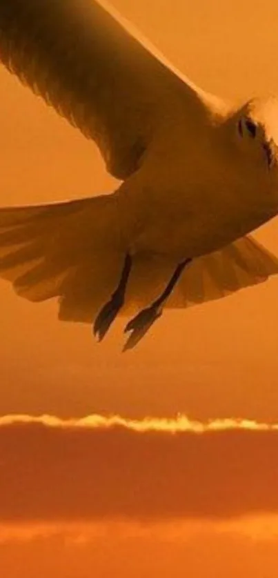 Bird soaring in a vibrant golden sky at sunset.