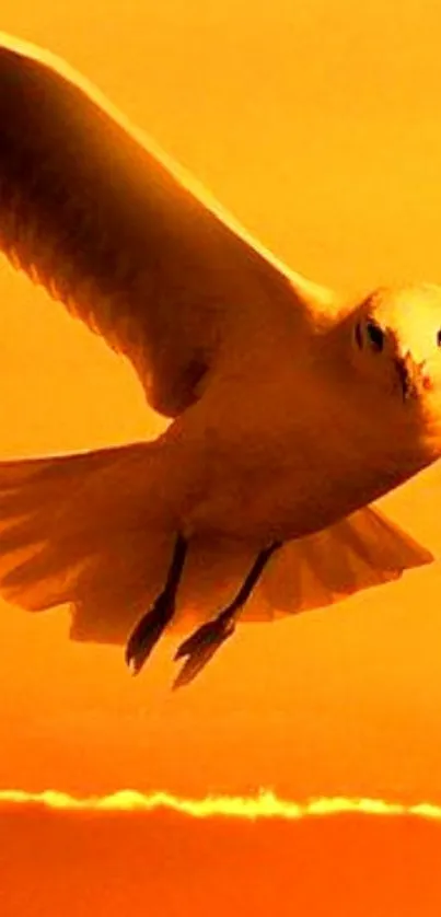 Bird soaring against a beautiful golden sky.