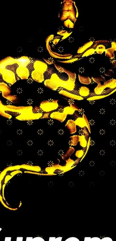 Vibrant golden snake on black background with Supreme logo.