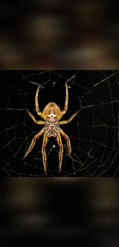 Golden spider on intricate black web pattern wallpaper.