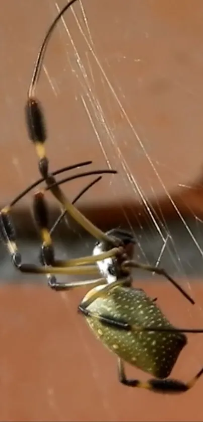 Close-up of a golden orb spider in a web against an orange background.