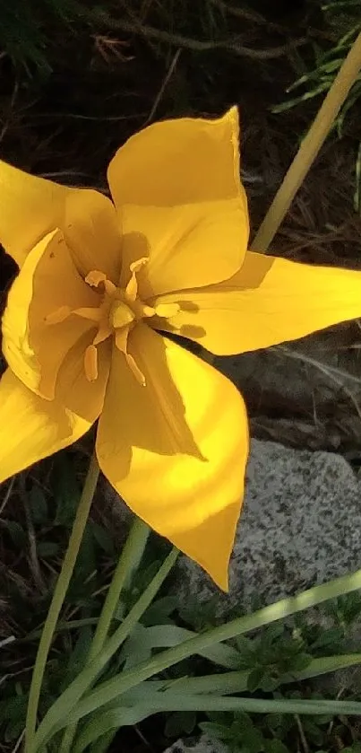 Yellow star-shaped flower with green leaves.