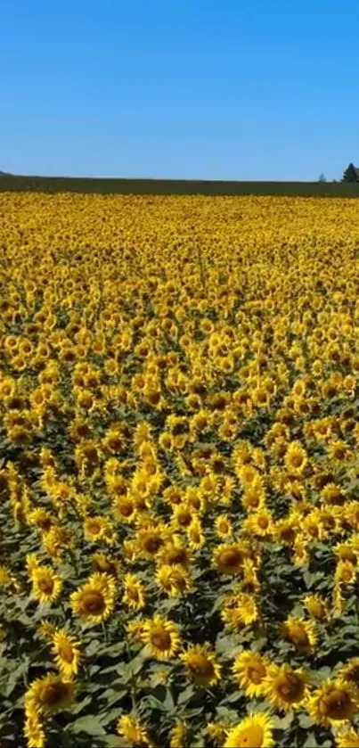 Vast sunflower field stretching under a bright blue sky.