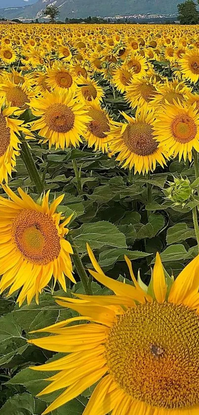 Field of golden sunflowers against a clear blue sky, perfect for a vibrant mobile background.