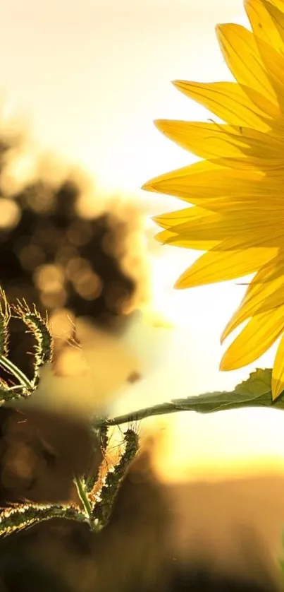 Sunflower illuminated by a golden sunset, capturing nature's vibrant beauty.