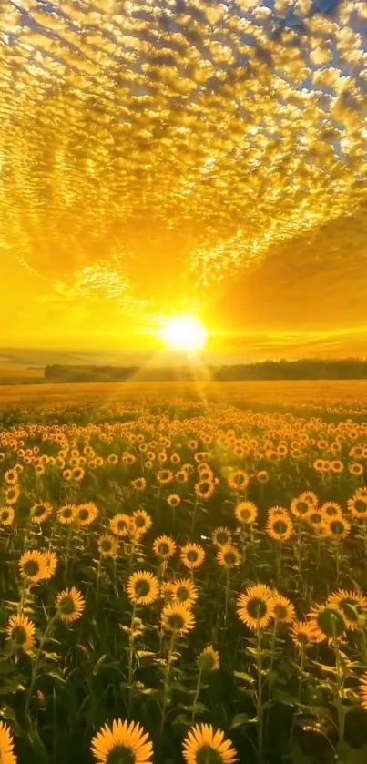 Golden sunset over a sunflower field with vibrant skies.