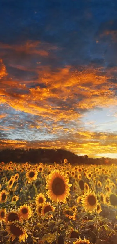 Sunflower field at sunset with dramatic sky and vibrant colors.